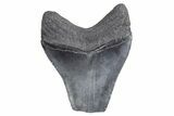 Bargain, Fossil Megalodon Tooth - South Carolina #358979-1
